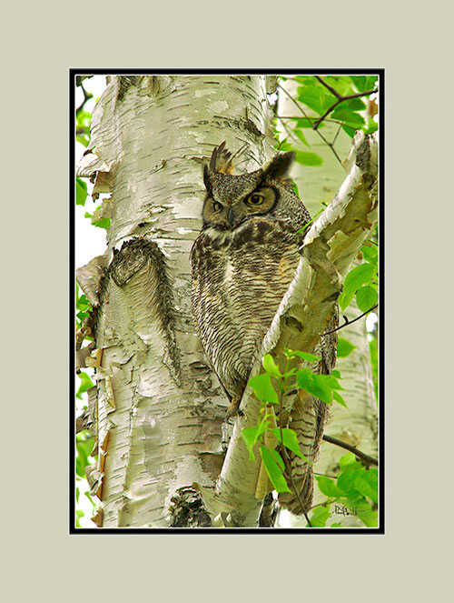 Great Horned Owl